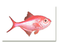 Omega-3