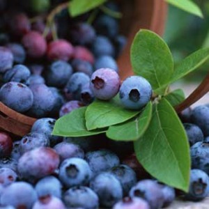 Blåbär - en kraftfull antioxidant