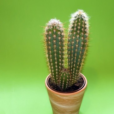 Kalahari kaktusen Hoodia