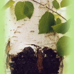 Chaga eller Sprängticka