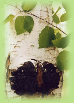 Chaga eller Sprängticka
