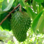Graviola