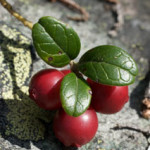 Lingon innehåller mycket resveratrol