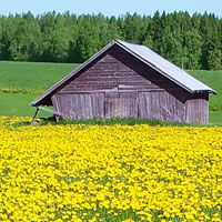 Maskrosor